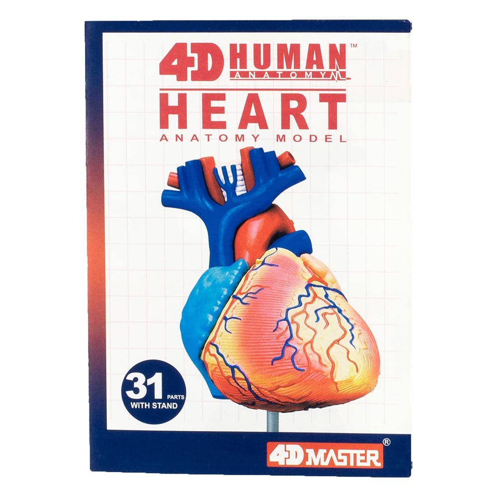 4D Heart Anatomy Model