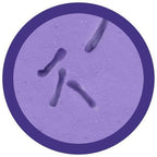 C. Diff (Clostridioides Difficile)