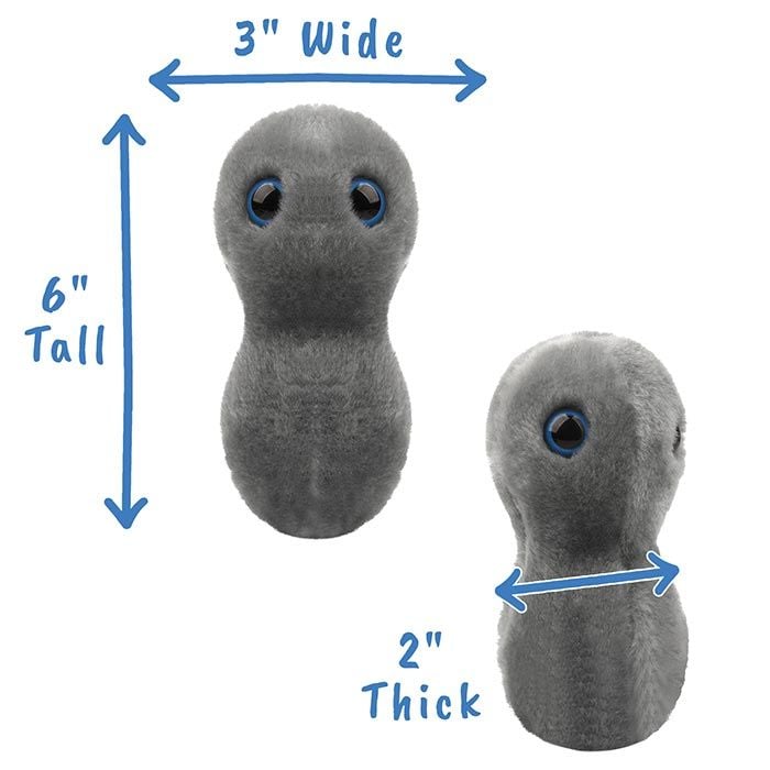 Clap- Gonorrhea (Neisseria Gonorrhoeae)