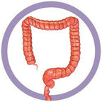 Colon Key Chain