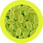 Cough (Bordetella pertussis)