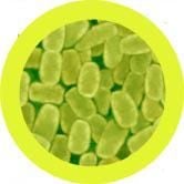 Cough (Bordetella pertussis)