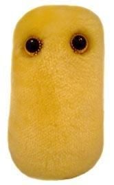 Cough (Bordetella pertussis)