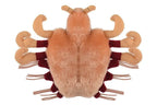 Crab Louse