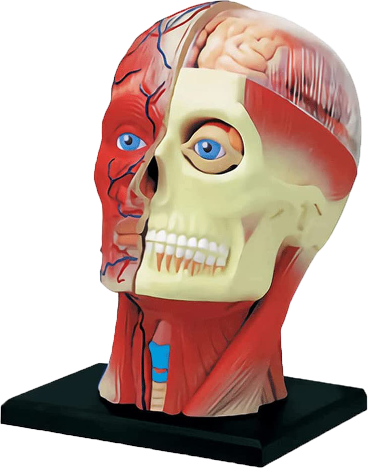 4D Human Anatomy Deluxe Human Head