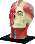 4D Human Anatomy Deluxe Human Head