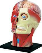 4D Human Anatomy Deluxe Human Head