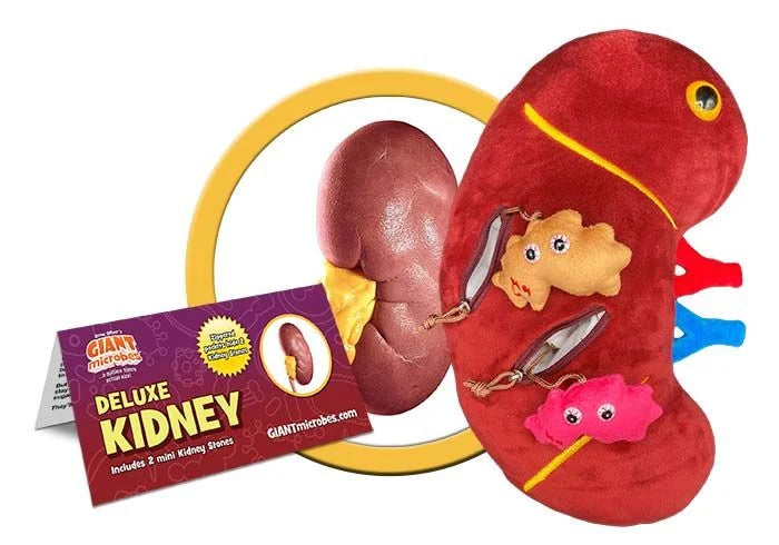 Deluxe Kidney with Kidney Stones