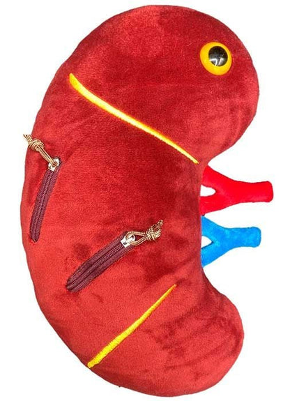 Deluxe Kidney with Kidney Stones