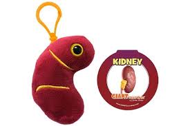 Kidney Keychain