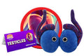 Testicles