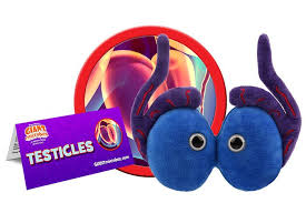 Testicles