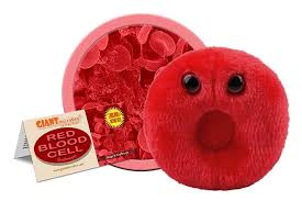 Red Blood Cell (Erythrocyte)