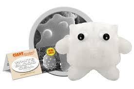 White Blood Cell (Leukocyte)