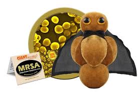 MRSA  (Methicillin-Resistant Staphylococcus Aureus)