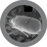 Dust Mite (Dermatophagoides pteronyssinus)