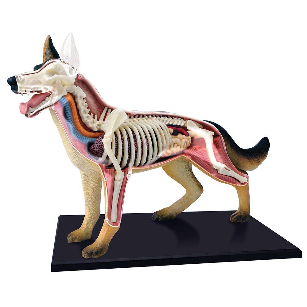 4D German Shepard Dog