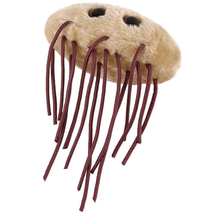 E. coli (Escherichia coli)