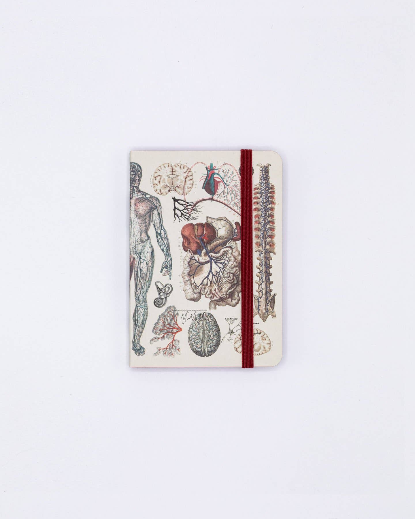 Anatomy & Physiology Observation Softcover