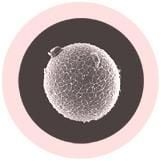 Egg Cell Key Chain
