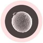 Egg Cell Key Chain