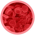 Cells at Work Red Blood Cell