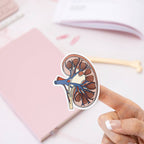 Anatomical Kidney sticker