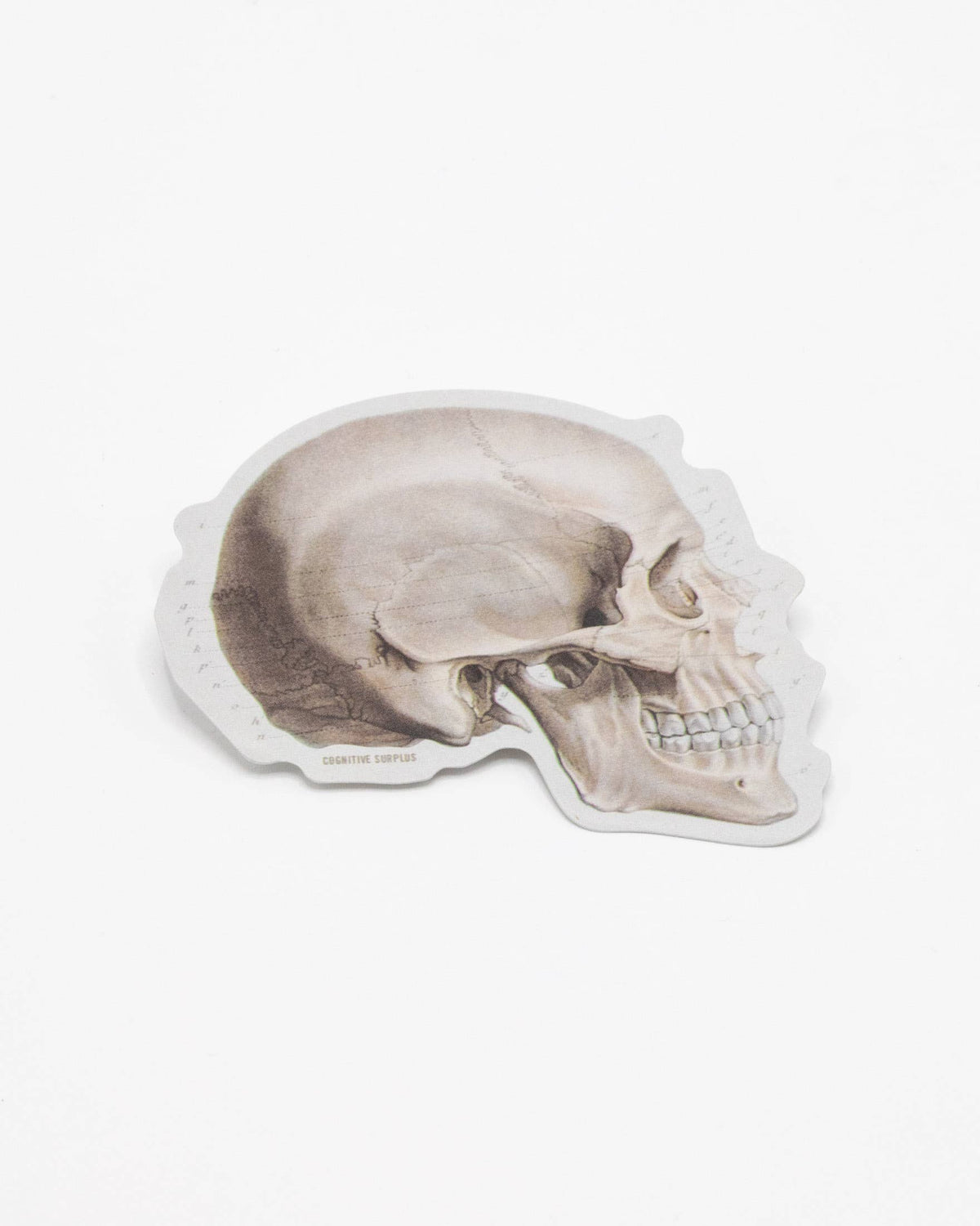 Skull Profile