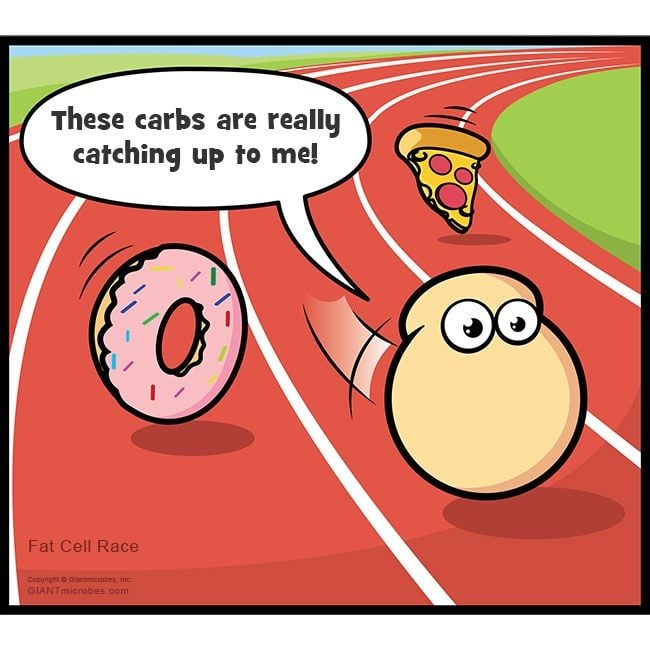 Obesity (Fat Cell)