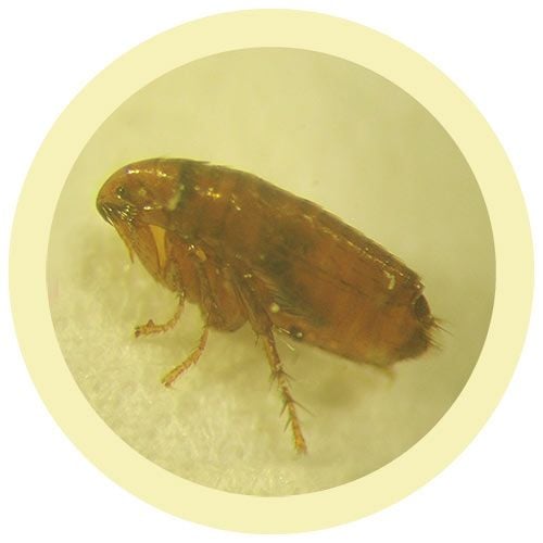 Flea (Ctenocephalides felis)