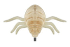 Flea (Ctenocephalides felis)