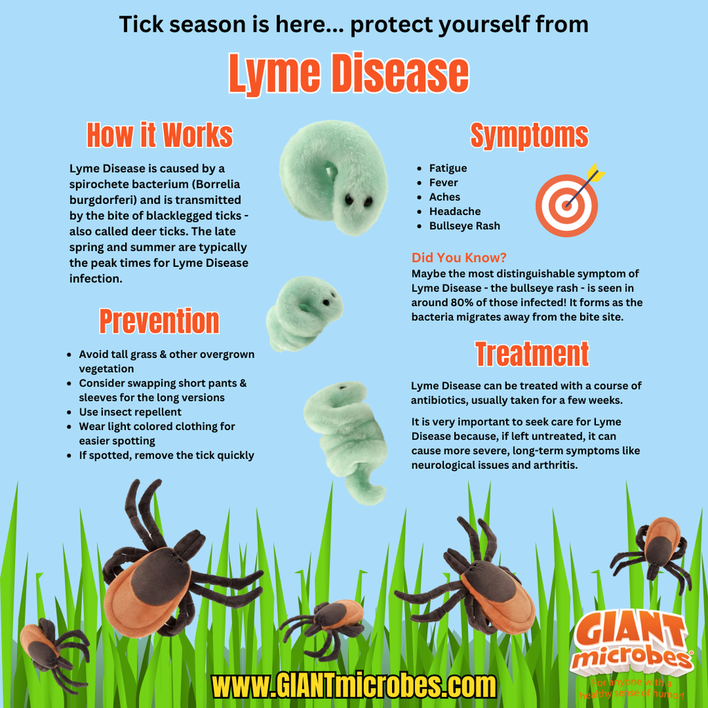 Tick (Ixodes Scapularis)