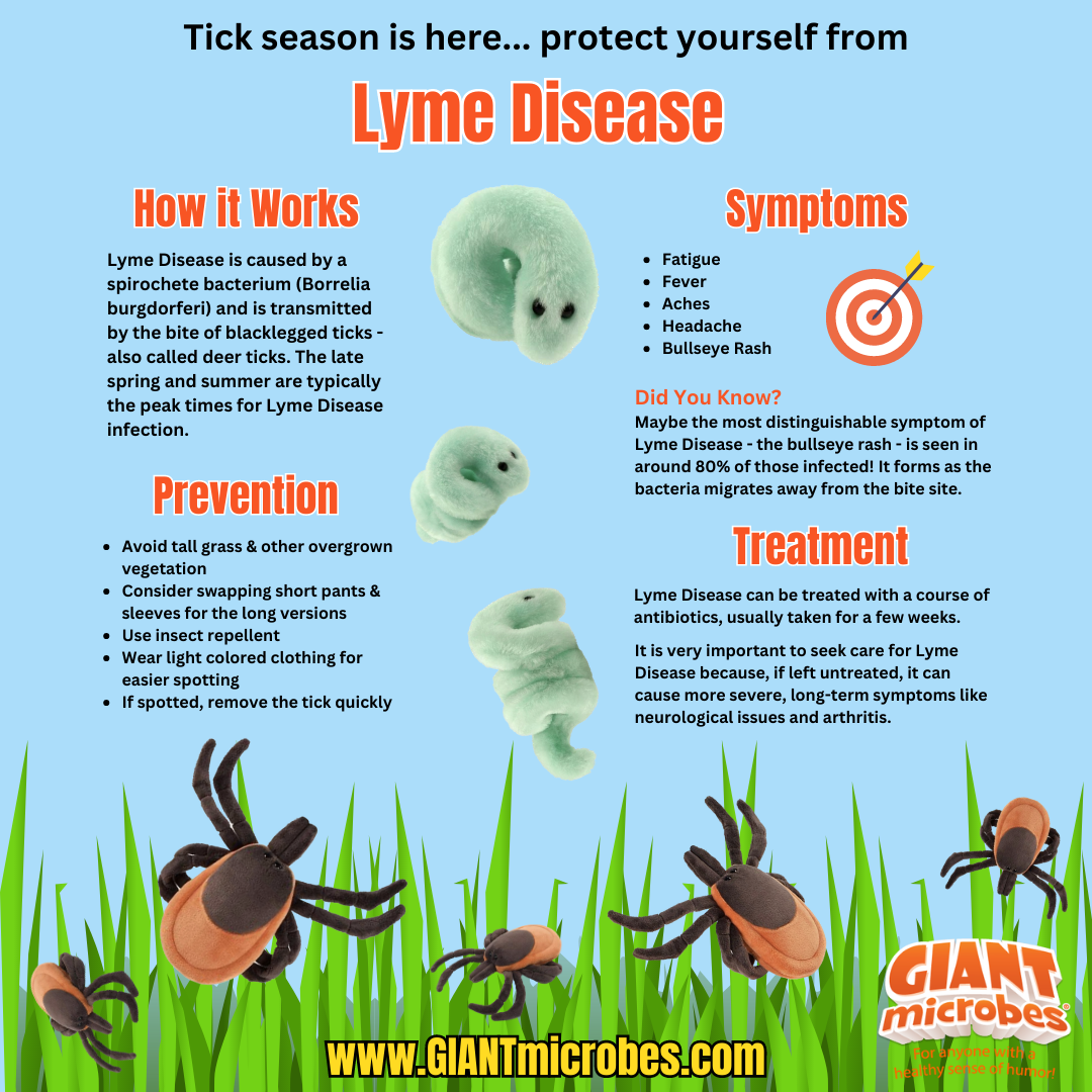 Tick (Ixodes Scapularis)