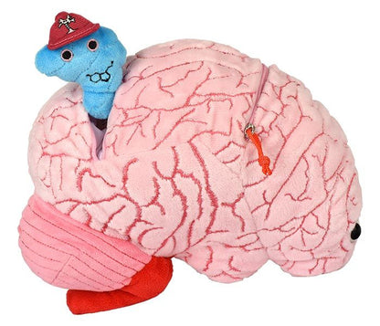 Brain With Mini Cells