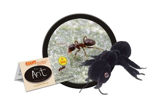 Black Ant (Lasius niger)