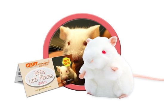 White Lab Mouse