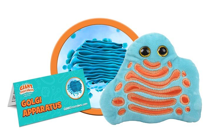 Golgi Apparatus