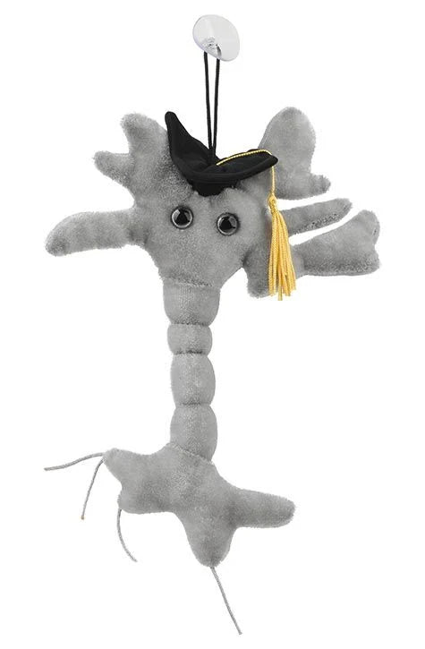 Graduation Brain Cell (Neuron)