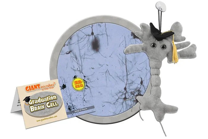 Graduation Brain Cell (Neuron)