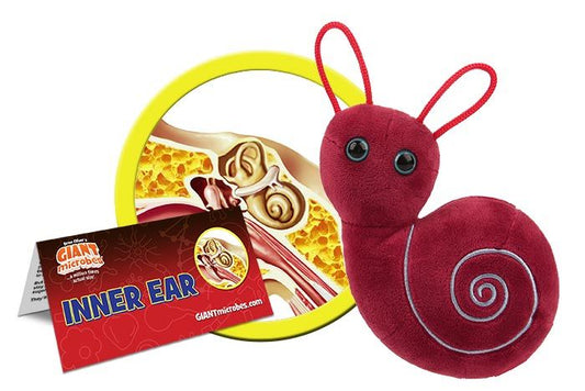 Inner Ear