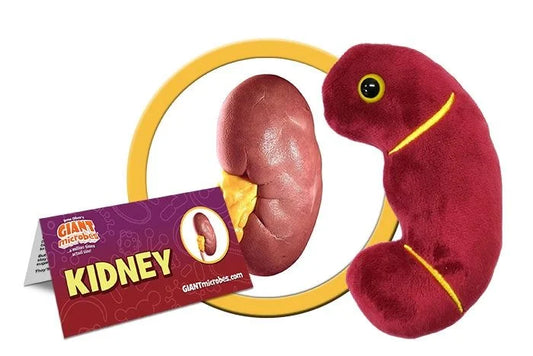 Kidney