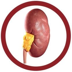 Kidney Keychain