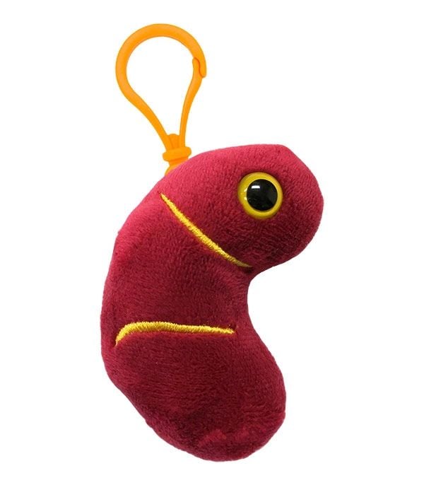 Kidney Keychain