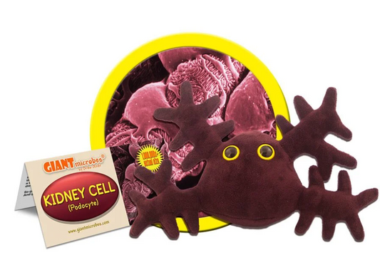 Kidney Cell (Podocyte)