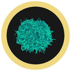 Cells At Work! Killer T Cell