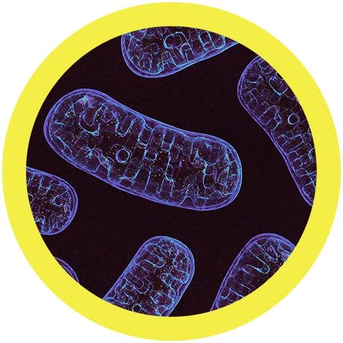 Mitochondria