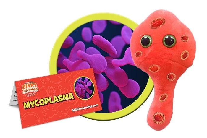 Mycoplasma (Mycoplasma genitalium)