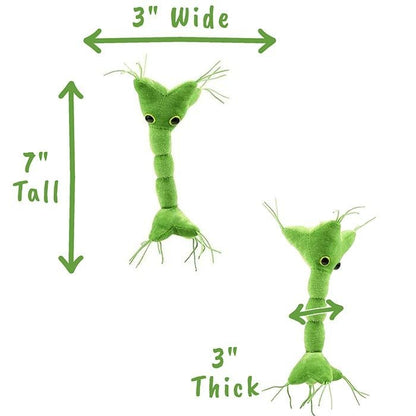 Nerve Cell