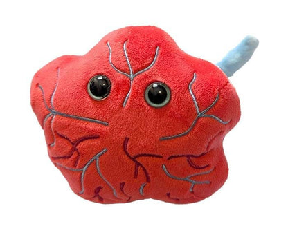 Placenta