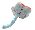 Placenta